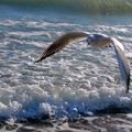 sand dollar story